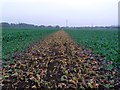 Footpath through a broccoli field