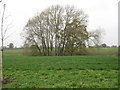 A stand of willow trees delineate the Poolstead Brook