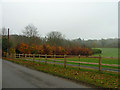 Beech hedge near Headley Court