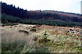 Footpath near Tan-y-bwlch