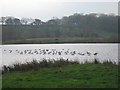 Wintering Geese on Top Flash