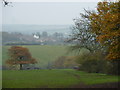 Ponies in field, on the way to Pinxton