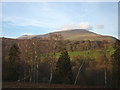 Birches above the Greta