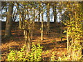 Coppiced Hazel Woodland on Primrose Hill