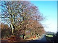 Tree-lined Lane near Ringinglow