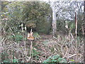 Boggy woodland at the junction of Clive Green Lane & the A530