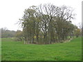 A small wooded valley beside the Shropshire Union Canal