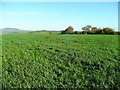 Grassland of the Trothy valley