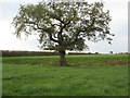 Solitary oak tree in grass crop