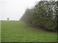 Trees  in  Broach  Dale