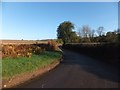 The road to Stoford Water