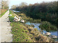 SK6929 : Swans on the Grantham Canal by Alan Murray-Rust