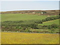 Buttercup meadow in the valley of Bolt