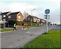 Heavy Horse on Hattersley