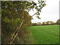 Field-Woodland boundary