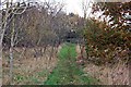 Footpath through a spinney, Packards Grove