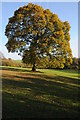 Oak tree in Autumn colours