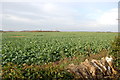 Oil Seed Rape Field near Signet Hill