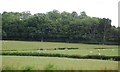 Farmland by the A21