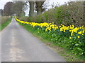 Daffodils, Saucher