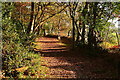 Bridleway around Brockhurst Wood