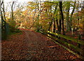 Footpath through Brockhurst Wood