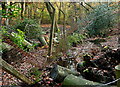 Stream through Brockhurst Wood