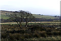 Tree, Ruin and Cows