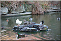 Cedars Park, Waltham Cross - Pond