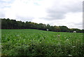 Farmland by the Sussex Border Path