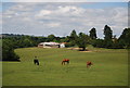 Horses, Combwell Priory Farm