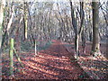 Path in Scotts Wood