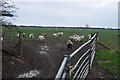 SY1588 : East Devon : Sheep Grazing by Lewis Clarke
