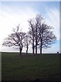 Group of trees at Menabilly Barton