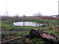 Pond, Glenone Forest