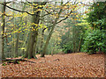 Under the beeches