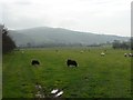 NY1427 : Sheep in pasture in Lorton Vale by Russel Wills