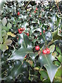 Holly, Falloden Way N2