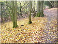 TQ1350 : Leaf Litter, North Downs Way by Colin Smith
