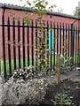 Apple tree at Cwm Harry community garden