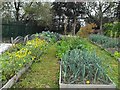 The vegetable plot