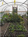 Inside one of the poly-tunnels