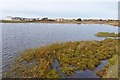 Northern End of Sturt Pond