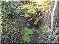 The Brook behind Cwm Llanfair