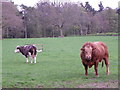 Cattle, Kirkton on Collace