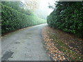 Hedges on path to Ewhurst Green