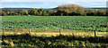 2011 : Oilseed rape south of Horton Road