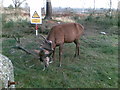 Grazing Stag