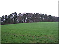 Farmland towards Temple Wood