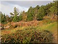 Cotoneaster a phinwydd / Cotoneaster and pines